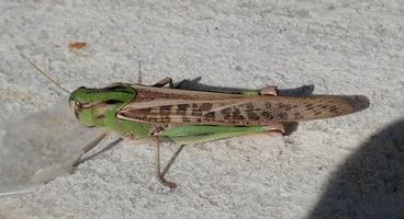 Réf. 243 983 : Locusta migratoria
